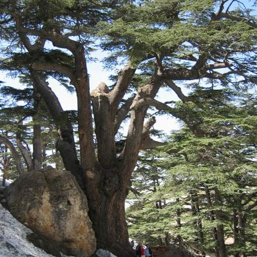 Cedrus Libani