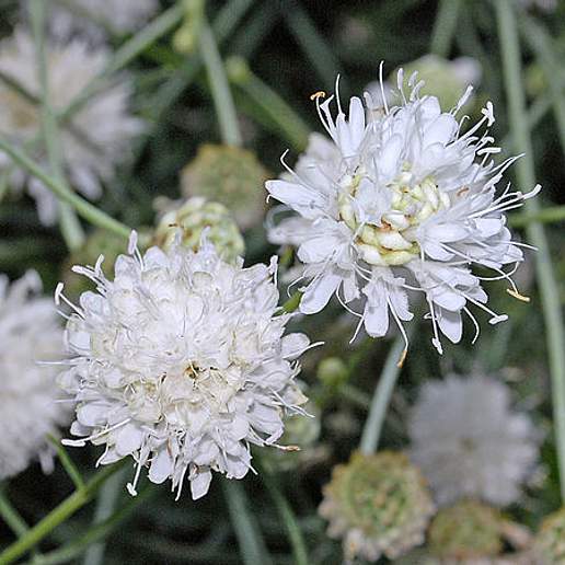 Cephalaria Leucantha