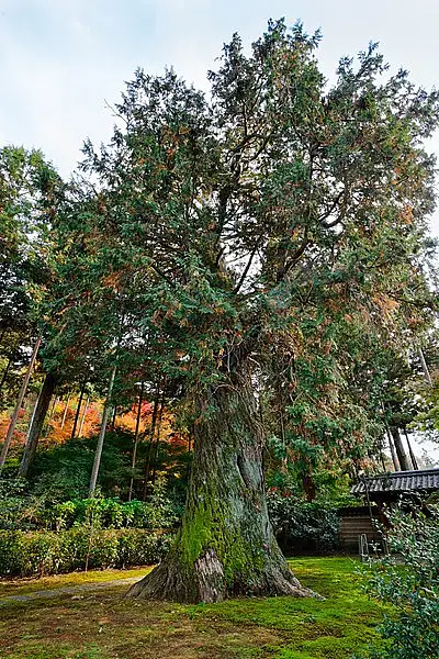 Hinoki False Cypress