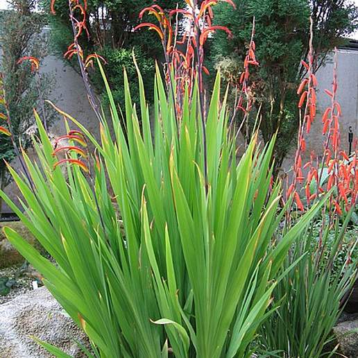 Two Colour Chasmanthe