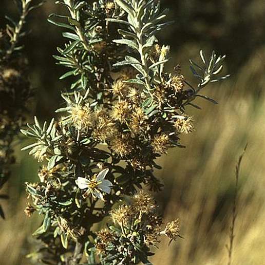 Chiliotrichum diffusum