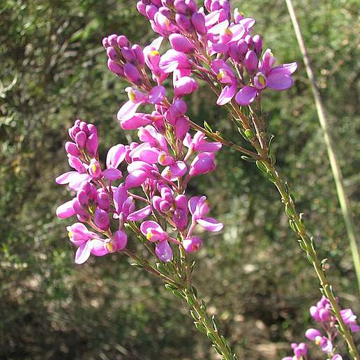 Comesperma Coridifolium
