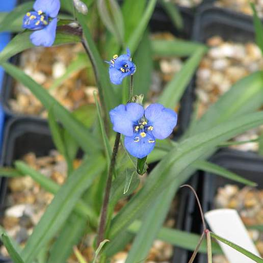 Commelina Puberula