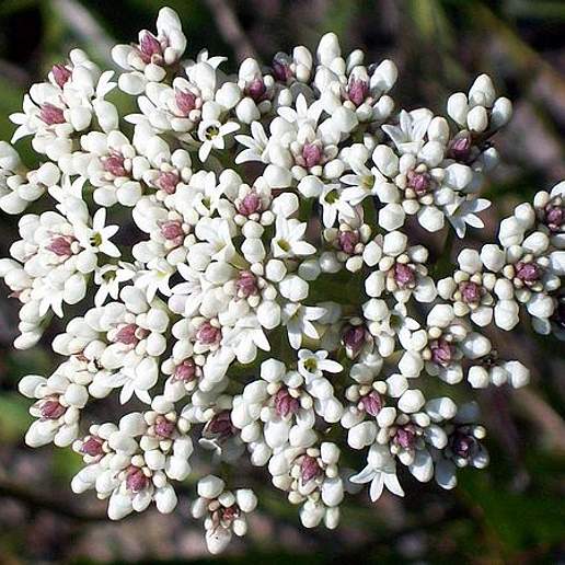 Conospermum Longifolium Lingulatum