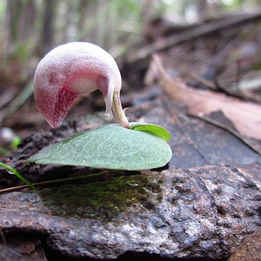 Corybas aconitiflorus