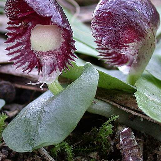 Corybas Grumulus