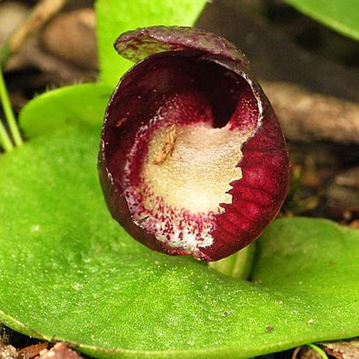 Corybas Incurvus