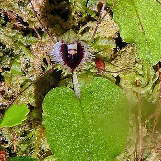 Corybas Oblongus