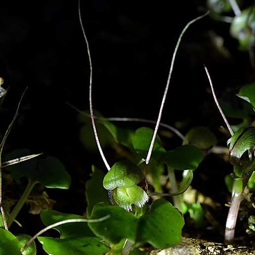 Corybas Trilobus