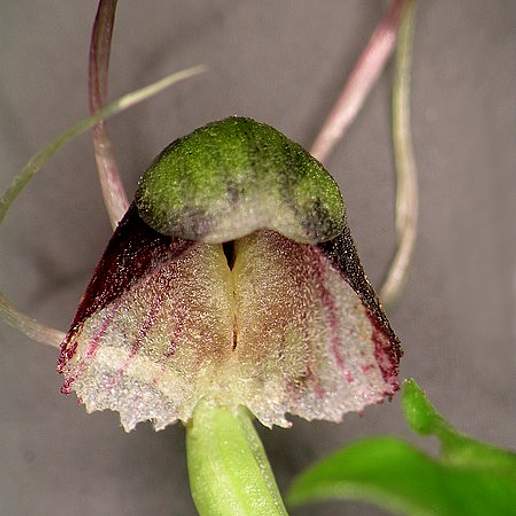 Corybas Vitreus
