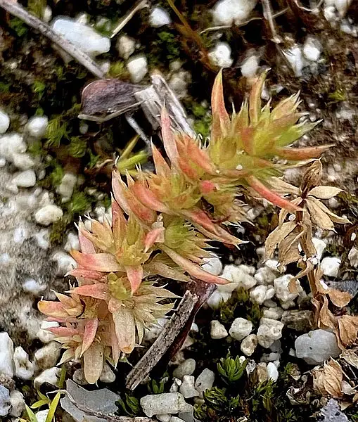 Crassula alata