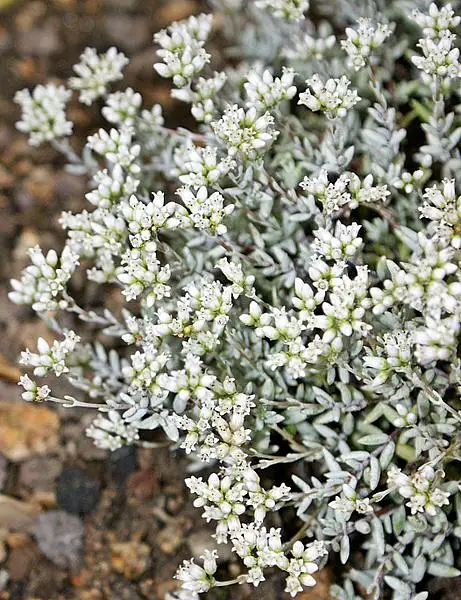 Creusa Biplanata Punctulata