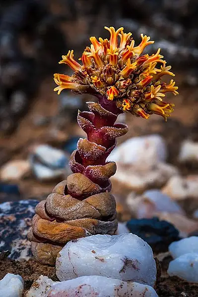 Crassula columnaris