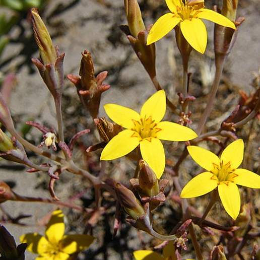 Vauanthes Chloraeflora