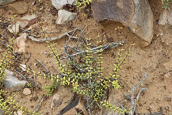 Crassula Subaphylla
