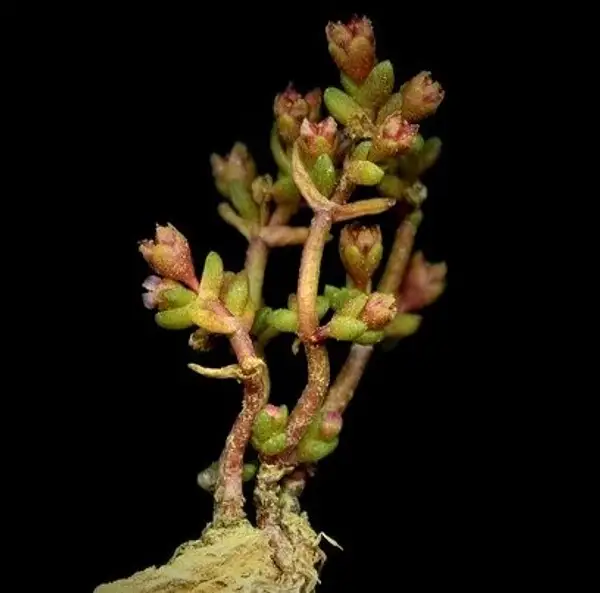 Narrow Leaved Mossy Stonecrop