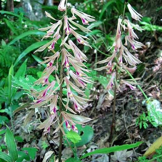 Cremastra Appendiculata Purpurea