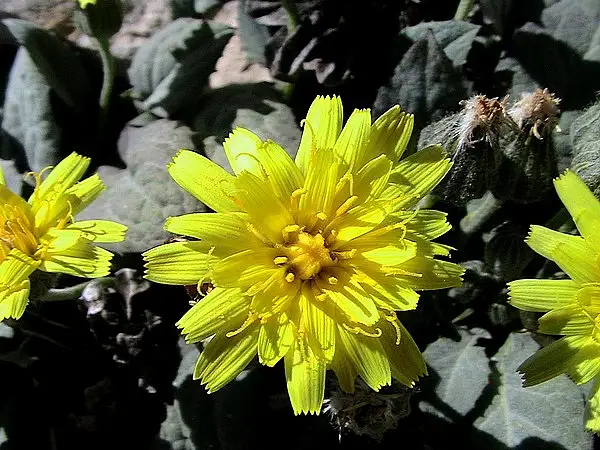 Pygmy Hawksbeard