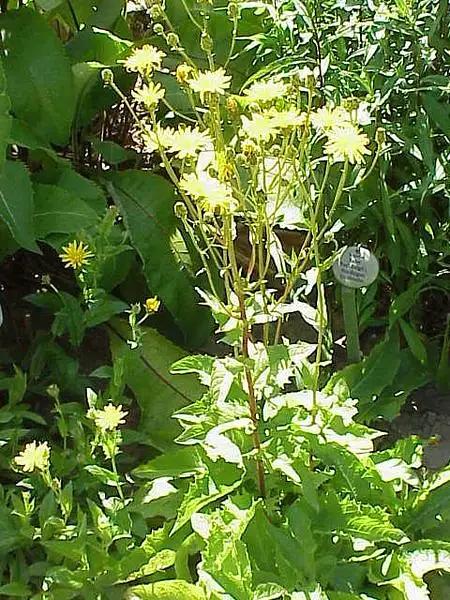 Crepis sibirica