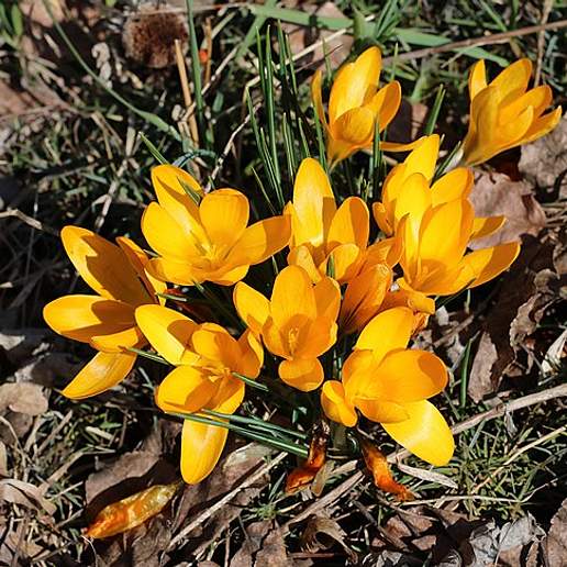 Dutch Yellow Crocus