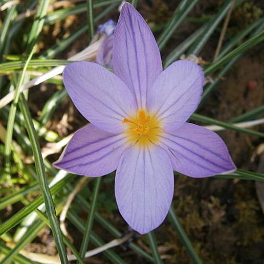 Crocus Imperati