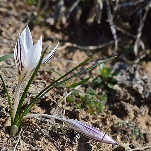 Cloth Of Gold Crocus