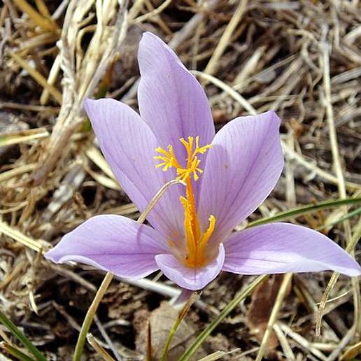 Crocus Serotinus