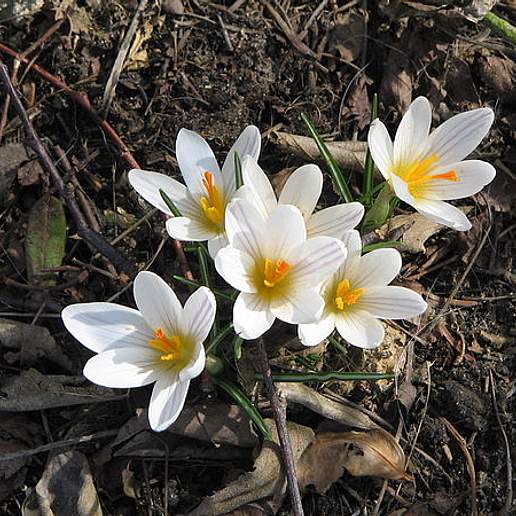 Crocus Versicolor
