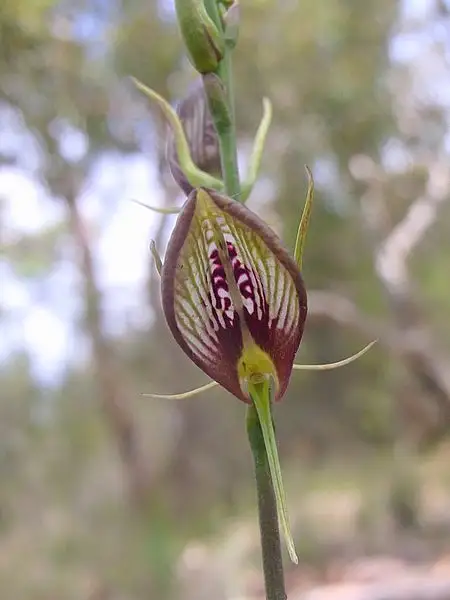 Cryptostylis Erecta