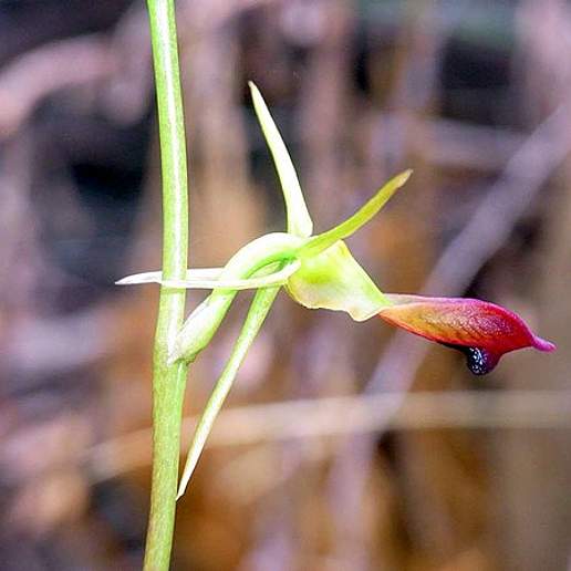Cryptostylis Longifolia