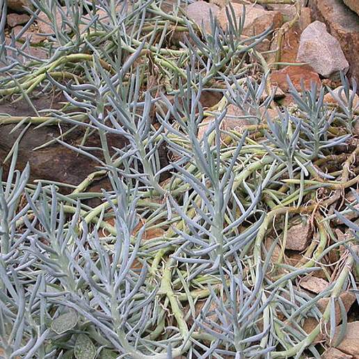 Silver Senecio