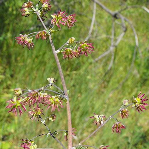 Fendler's Meadow Rue