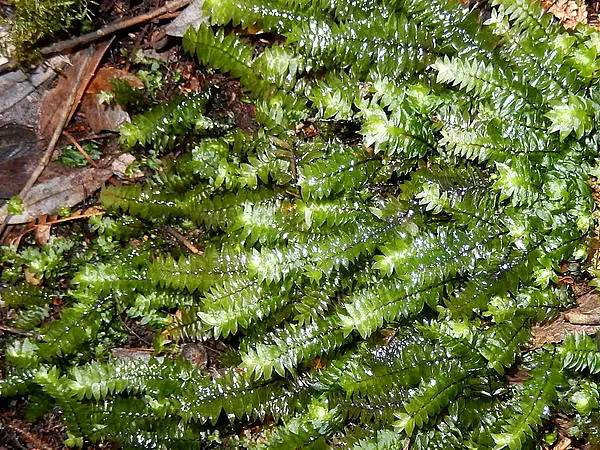 Cyathophorum Bulbosum