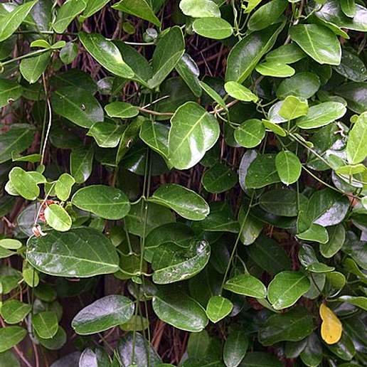 Cynanchum Ellipticum