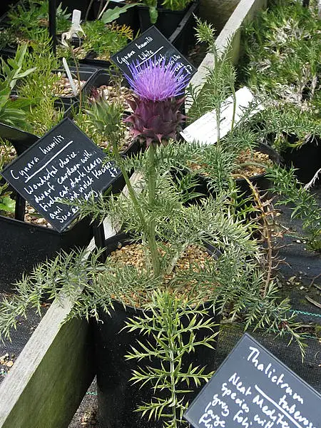 Bourgaea Humilis Humilis
