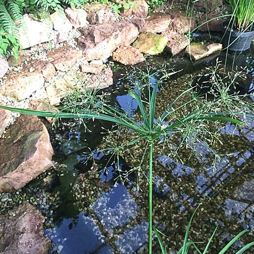 Cyperus Textilis
