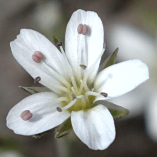 Fendler's Sandwort