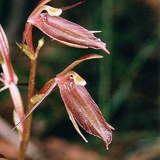 Cyrtostylis Robusta