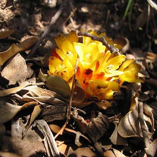 Rockrose Parasite