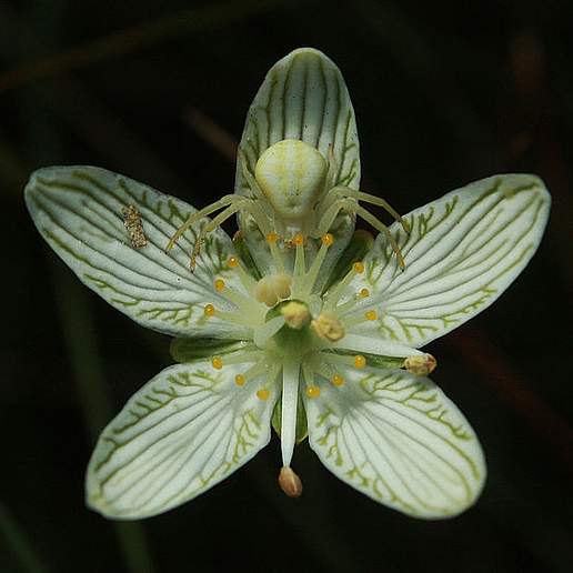 Fen Grass Of Parnassus