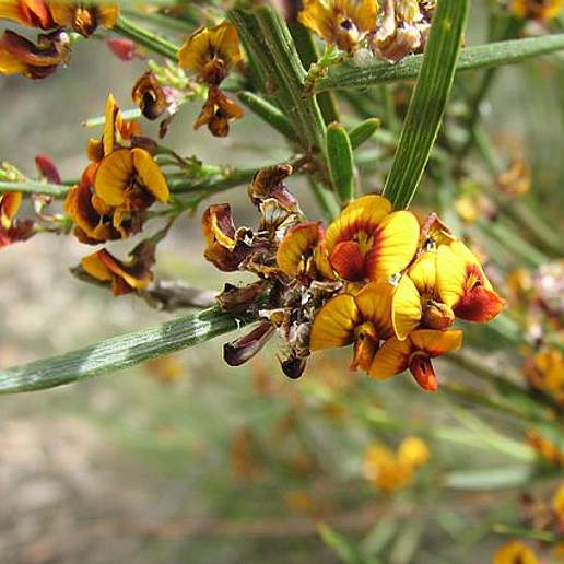 Daviesia Leptophylla