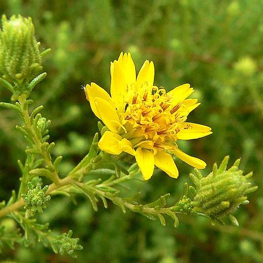 Deinandra Minthornii