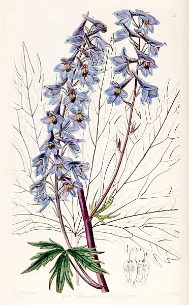 Delphinium Ambiguum