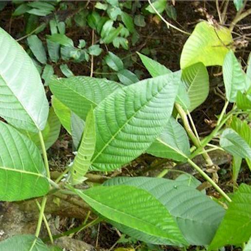 Dendrocnide Meyeniana Subglabra