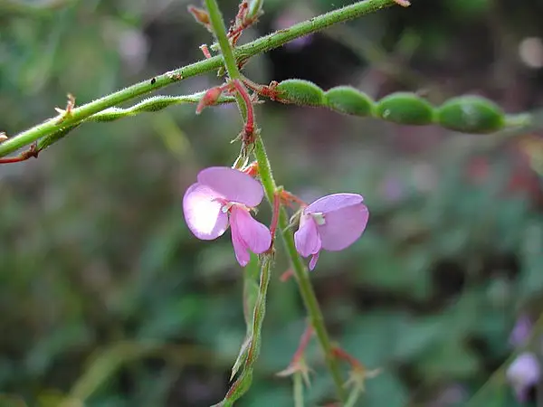 Desmodium Acutifoliolum