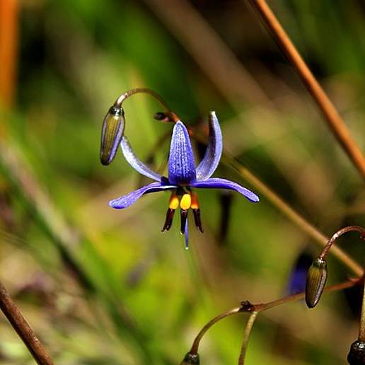 Dianella revoluta
