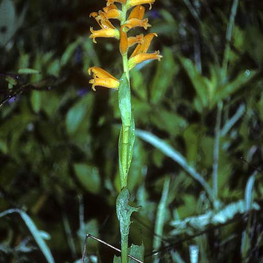 Dichromanthus Aurantiacus