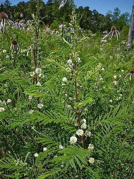 Fern Acacia