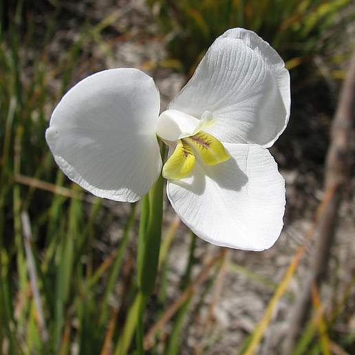 Diplarrena Moraea