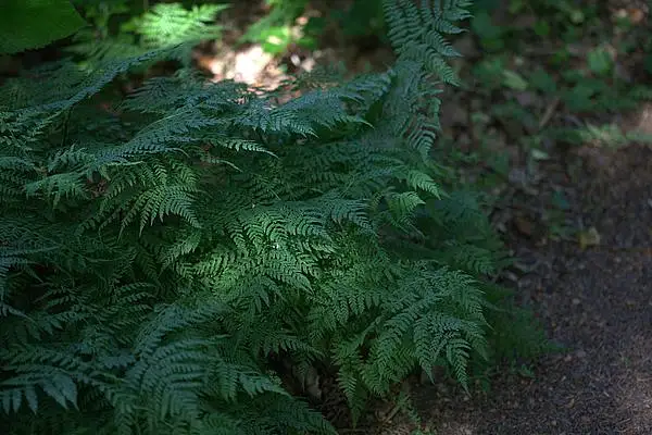 Allantodia Crenata